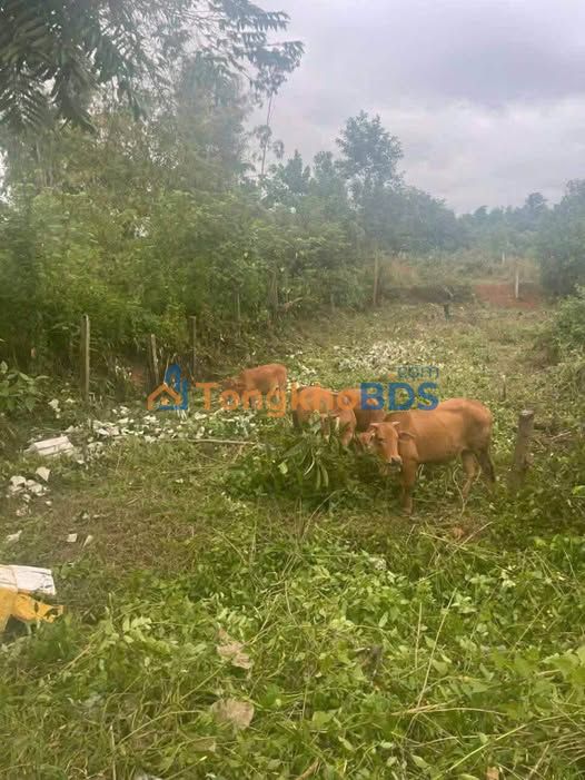 Đất nền Tam Phú Tam Kỳ 142m² 1.1 tỷ - Đường to ô tô