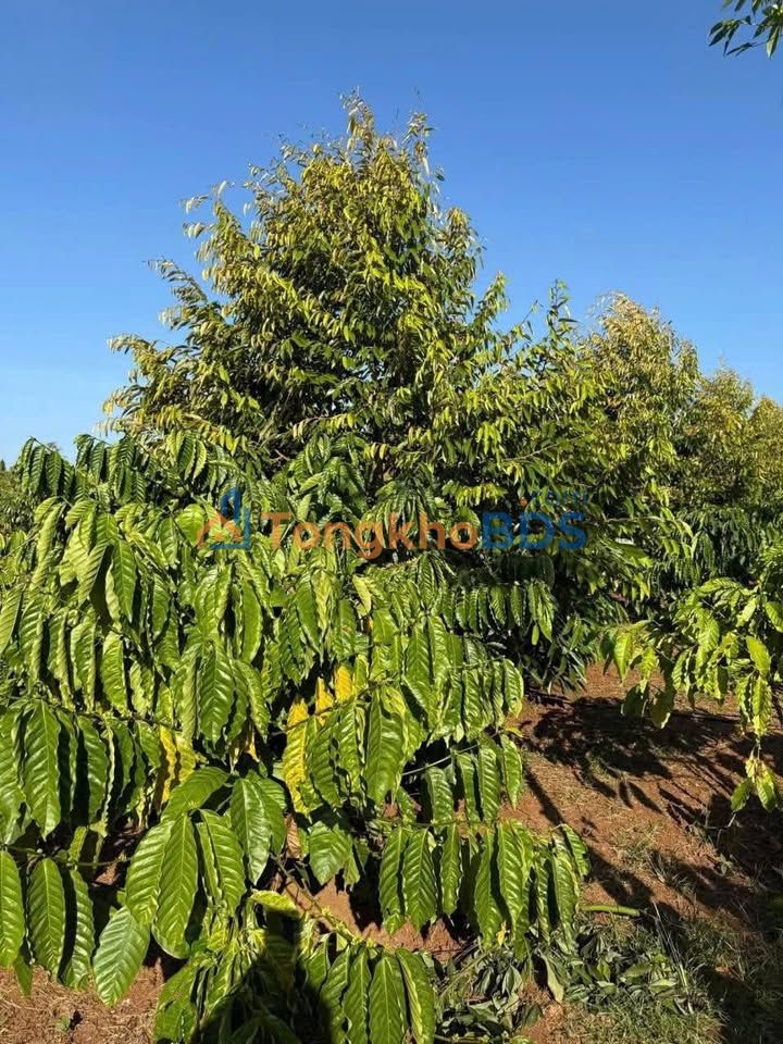 Trang trại Ea Bông Krông Ana 3.240m² giá 2,8 tỷ - Sổ đỏ chính chủ