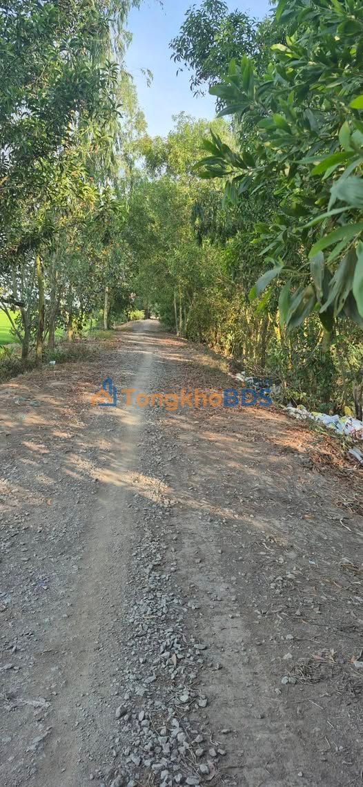 Đất ruộng Tân Tuyến Tri Tôn 50 công 6,75 tỷ - Đường to ô tô