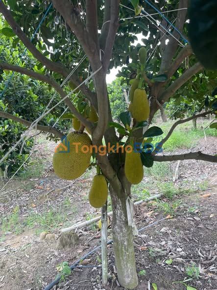 Farm Đông Hà Tân Đông Tân Châu 2162m² 950 triệu - Sổ đỏ chính chủ