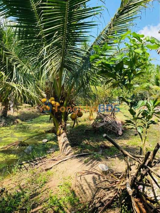 Đất vườn Chợ Lách 1.110m² giá 920 triệu - Giá đầu tư tốt