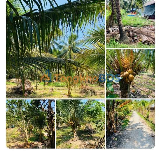 Đất vườn Phú Túc 1.110m² 920 triệu - Sinh thái xanh