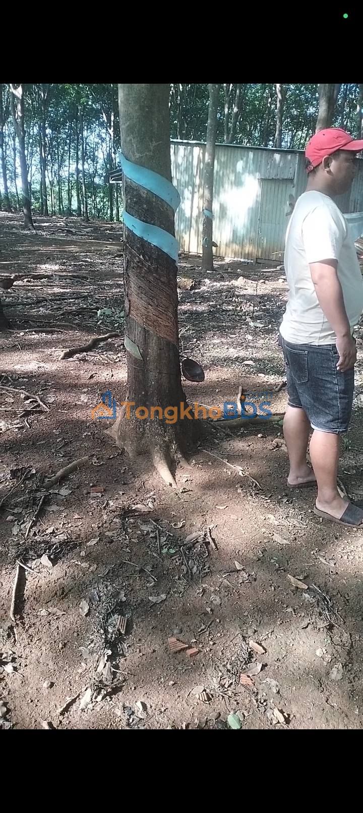 Farm Xã Phú Sơn Bù Đăng 5ha 4.5 tỷ – Sổ đỏ chính chủ