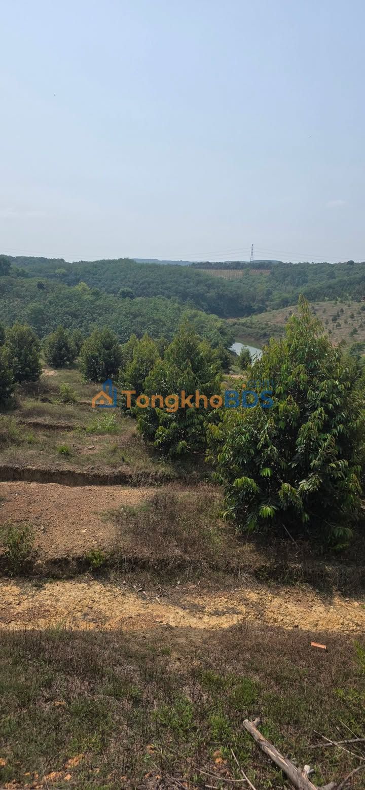 Farm Bù Đăng 2.3ha giá 4.2 tỷ - Tiềm năng tăng giá