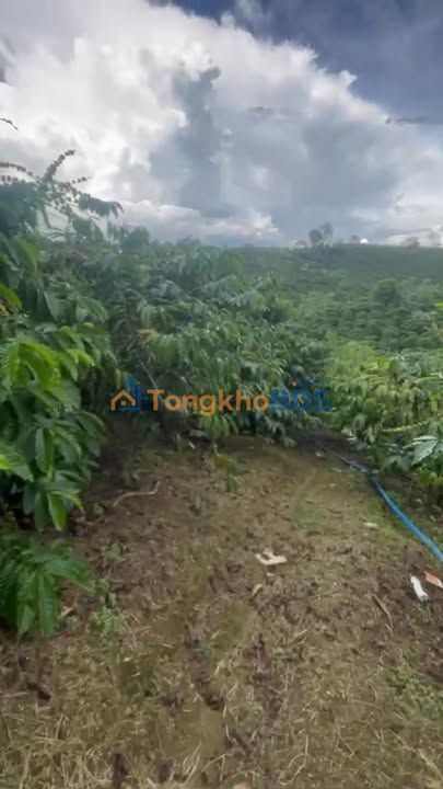 Farm Hòa Trung Di Linh 20ha 64 tỷ - Đầu tư dài hạn