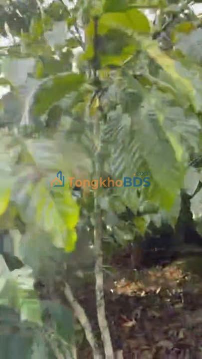 Đất vườn Đường bao Bảo Lâm 3ha thuê 5 năm - Sinh thái xanh