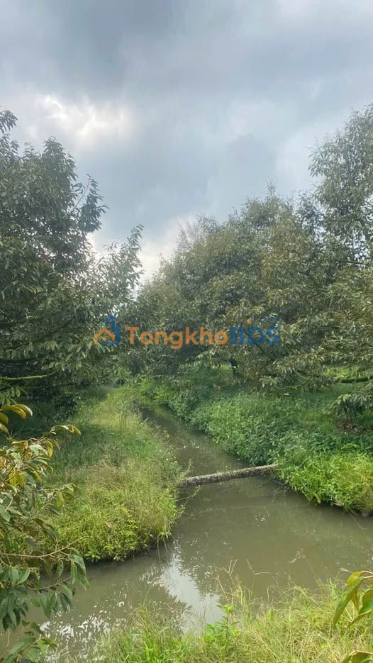 Bán 10 Công Đất Sầu Ri6 Phong Điền Cần Thơ - Vườn Trái Ngọt 5 Tỷ