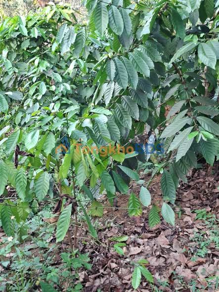 Đất nền Nghĩa Tân, Gia Nghĩa 3.240m² - Đường to ô tô