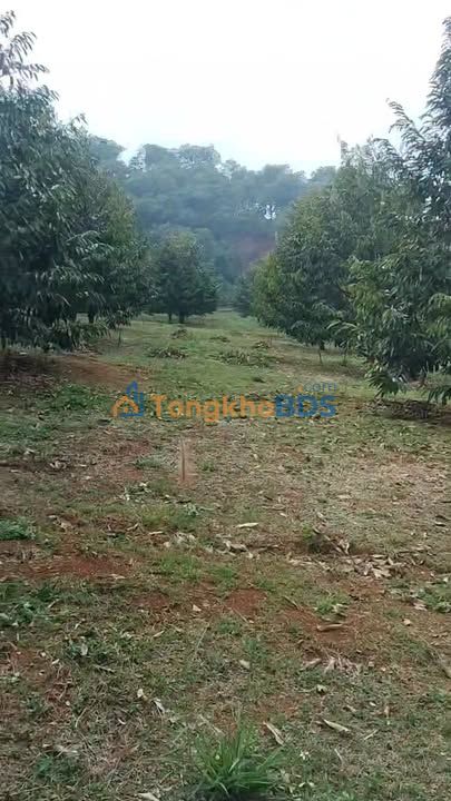 Đất vườn Thọ Sơn 15.000m² 3.7 tỷ - Sinh thái xanh