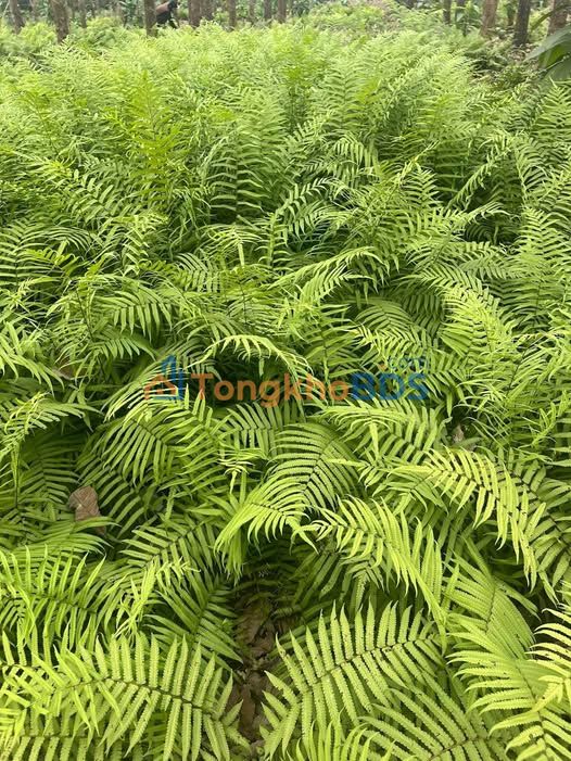 Bán Căn Góc CC2 Quảng Thành - 75m² - 3PN - Hướng Đông Nam/Bắc