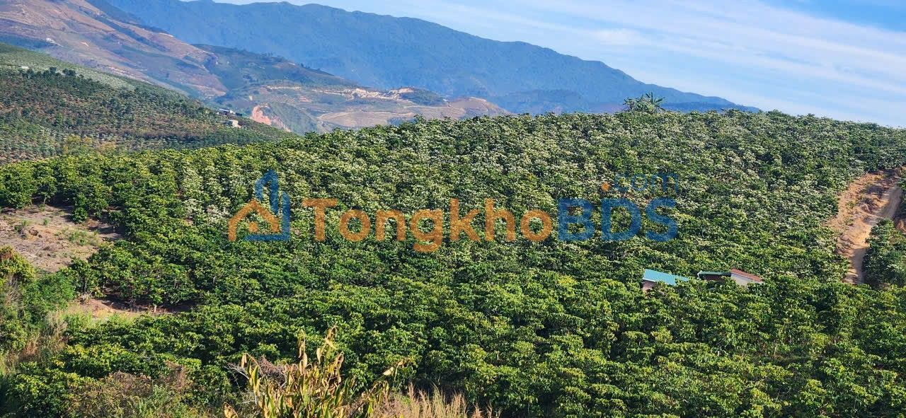 Đất nền Phú Sơn Lâm Hà 15.000m² 12,5 tỷ - Đường to ô tô