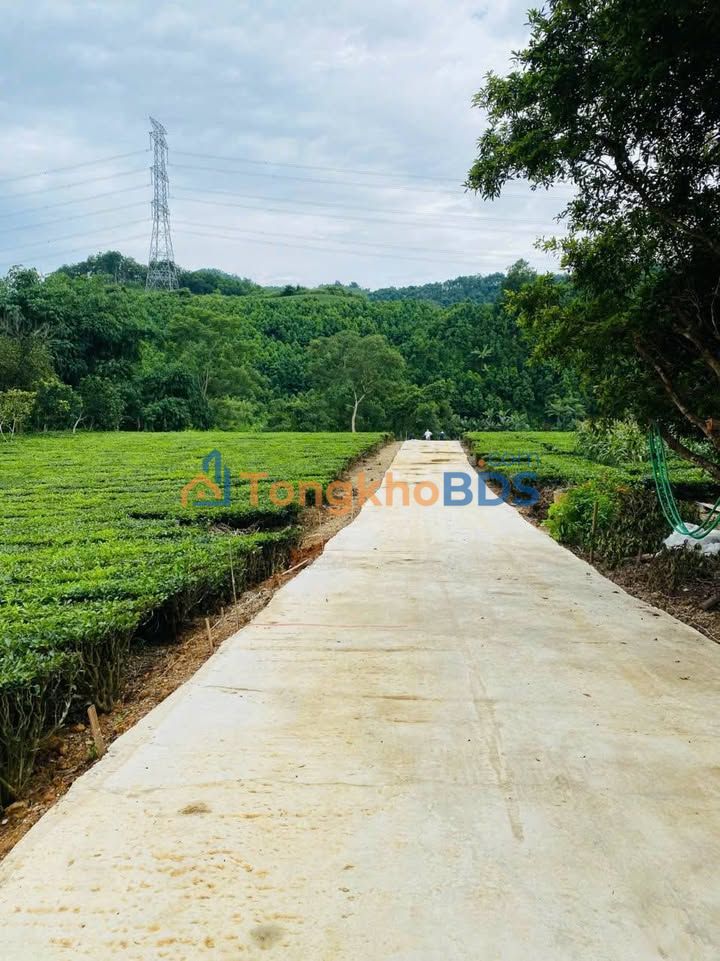 Đất nền Tân Phú Phú Thọ 530m²/600 triệu - Giá tốt hiếm có