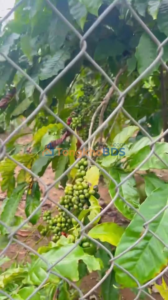 Farm Ea Đar Ea Kar 720m² 8xx triệu - Pháp lý rõ ràng