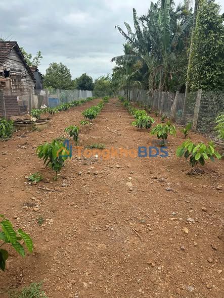 Đất Phước Trạch Đông Hòa 350m² 1.505 tỷ - Sổ đỏ