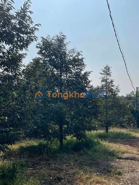 Farm 17.000m² Long Tân, Bình Phước - 3.7 Tỷ, Sổ Đỏ