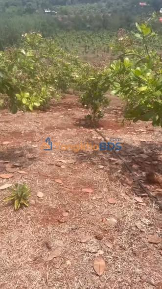 Đất farm Long Hưng Phú Riềng 1.7ha giá 2.3 tỷ - Sổ đỏ chính chủ