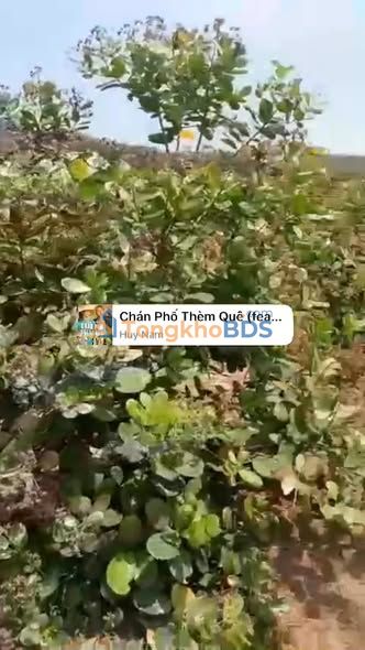 Đất nền Long Hưng Phú Riềng 16.000m² 2,3 tỷ - Tiềm năng tăng giá