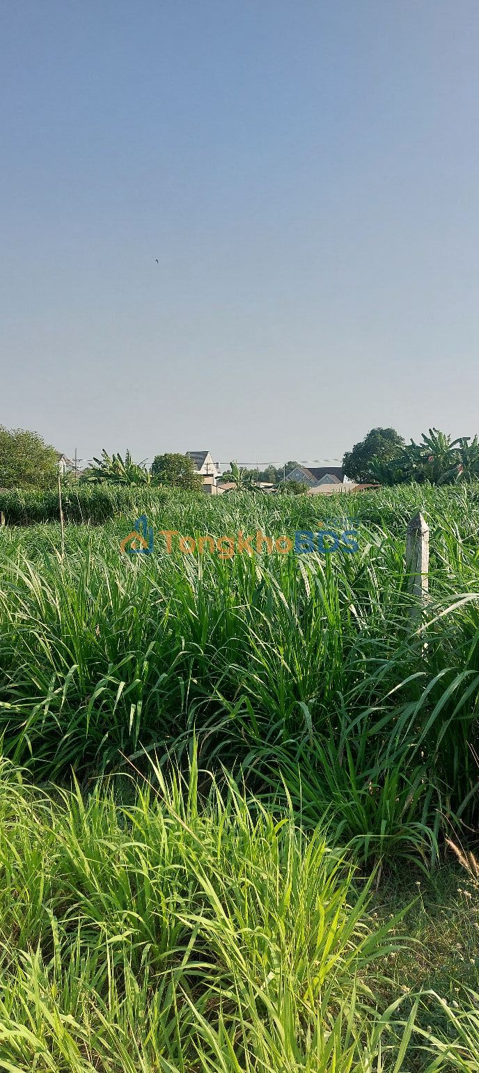 Đất Sông Lu Hòa Phú Củ Chi 250m² - Tiềm năng tăng giá