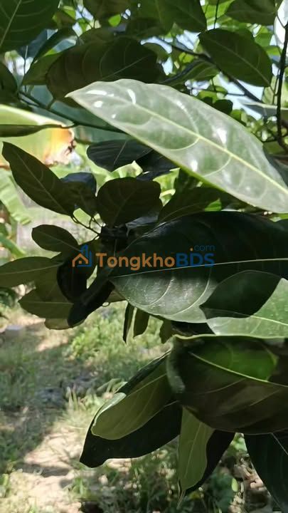 Đất vườn Bình Lợi Vĩnh Cửu 1.460m² 1.9 tỷ - Sổ riêng chính chủ