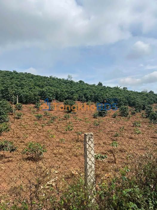 Farm Bản Mạt Mai Sơn 7.000m² 1.25 tỷ - Đầu tư dài hạn