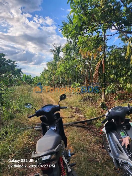 Đất Vườn 1ha Lộc An, Bảo Lâm - Sổ Hồng Sẵn Sàng, Giá Đầu Tư 5.5 Tỷ