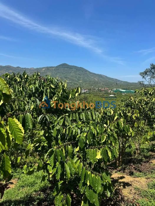 Đất nền Lộc Thanh Bảo Lộc 2520m² 3,5 tỷ - Pháp lý rõ ràng