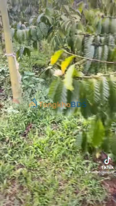 Đất nền Quảng Sơn Đạ Huoai 1,1ha 2.2 tỷ - Sổ đỏ