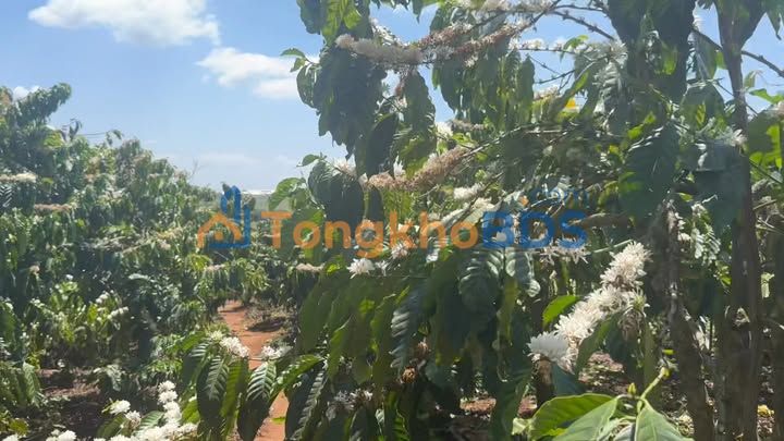 Farm Tích Lộc Phúc Thọ 3.060m² giá 4.3 tỷ - Sổ đỏ chính chủ