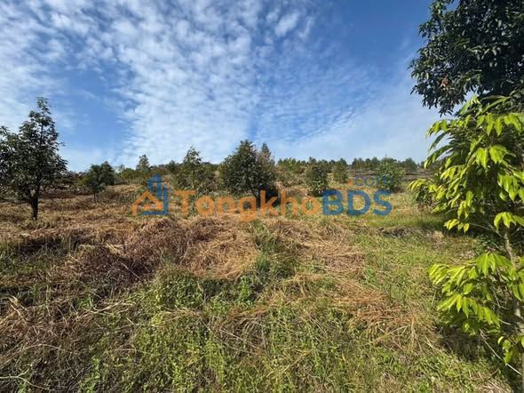 Đất vườn Phú Vinh Định Quán 1.036ha 6.187 tỷ - Sinh thái xanh