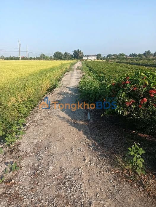 Đất nền Tân Tây Thạnh Hóa 3.240m² 750 triệu - Tiềm năng tăng giá