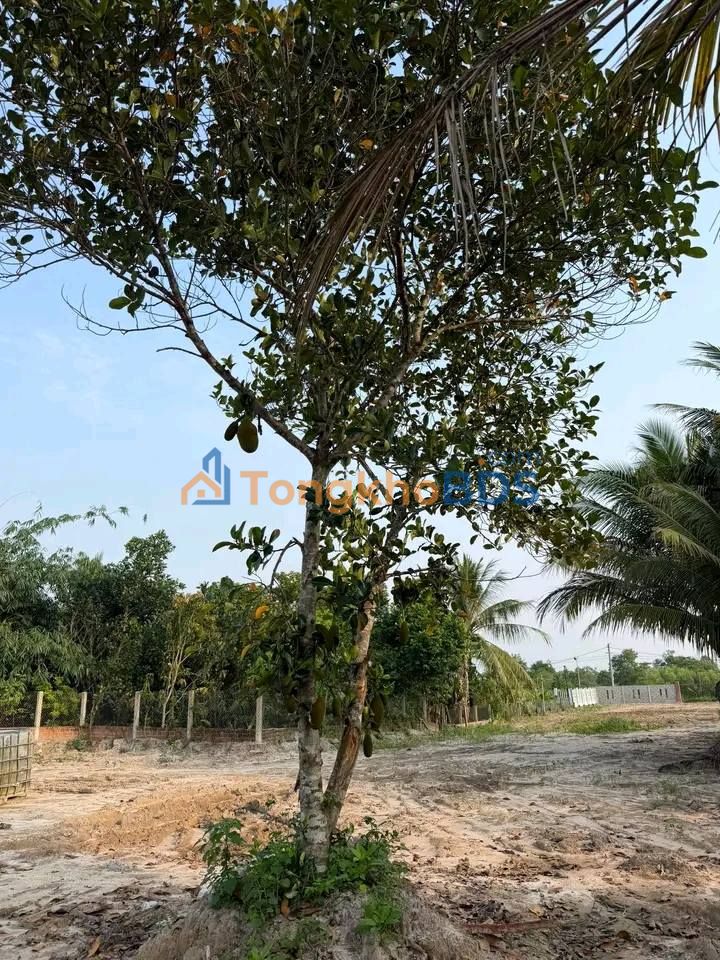 Bán Đất Hòa Vang Đà Nẵng 3000m² - Sổ Đỏ Thổ Cư, Đường Nhựa 7.5m