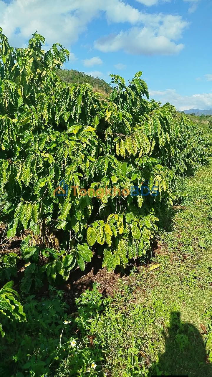 Bán 7 Sào Đất Cà Phê Đẹp, Sổ Riêng Tại Đạ Huoai, Lâm Đồng - Giá Đầu Tư