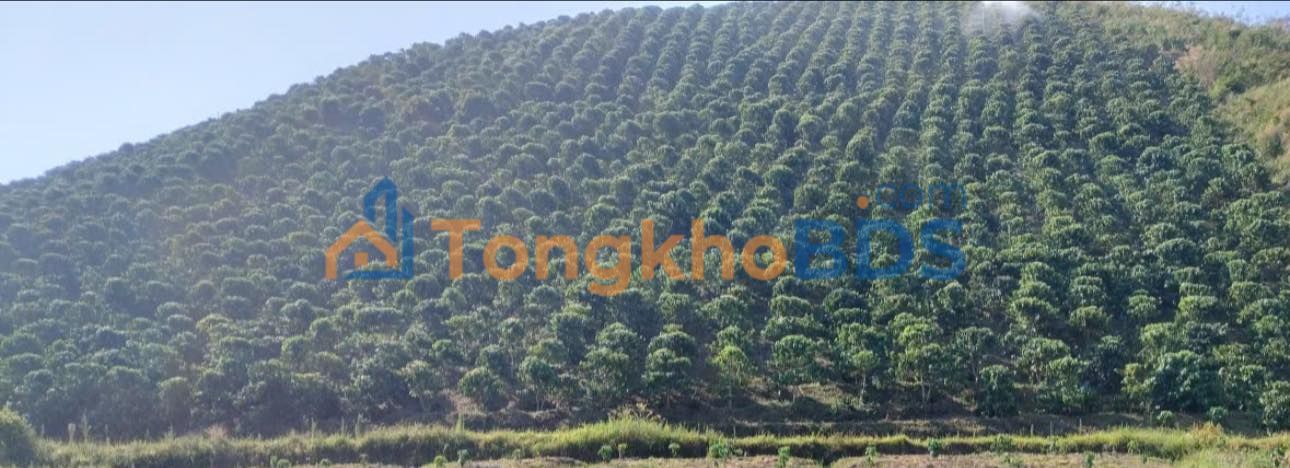 Đất Vườn 2ha View Suối Mát Lạnh - Quảng Hòa, Lâm Đồng