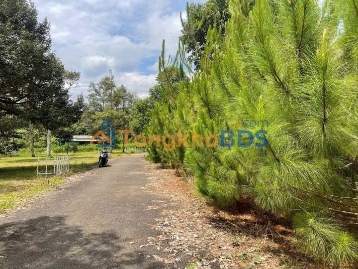 Đất Vườn 1900m² Sổ Thổ Cư Hẻm Chi Lăng, Bảo Lộc - Giá 1.5 Tỷ