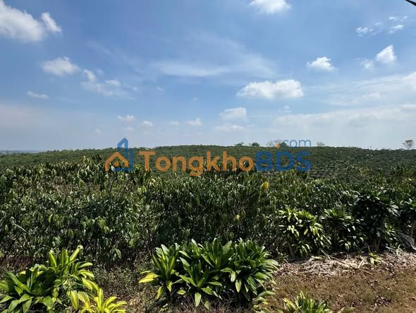 Đất cafe Lộc Quảng Bảo Lâm 2.160m² 3,6 tỷ - An yên tĩnh lặng