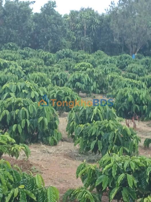 Đất Thổ Cư 50m² Mặt Đường Đá Hòa Bắc, Di Linh - Giá 2.5 Tỷ