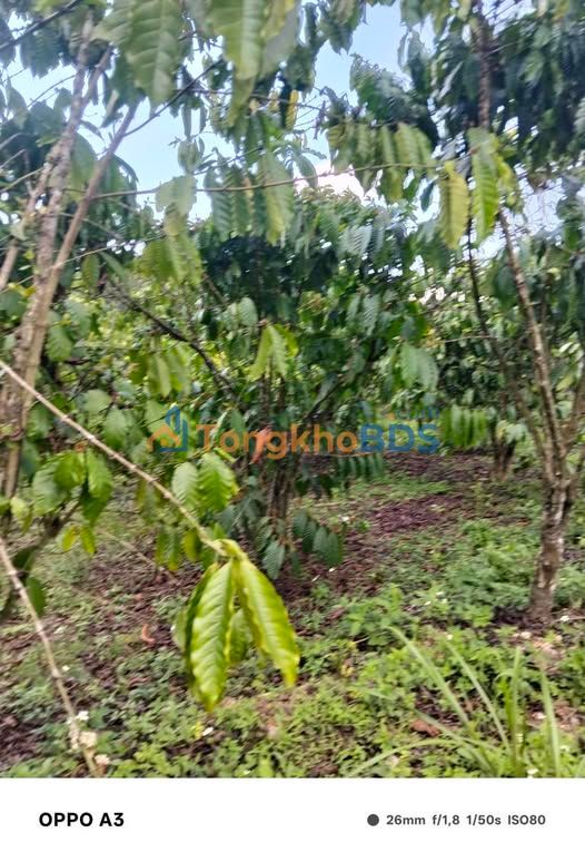 Đất Vườn 3600m² Sổ Đỏ Thổ Cư - Đường Ô Tô Tận Nơi Tại Bảo Lộc