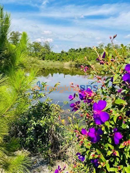 Đất nghỉ dưỡng Bảo Lộc Nguyễn Văn Cừ 4,3 sào 5,5 tỷ - Xây dựng tự do