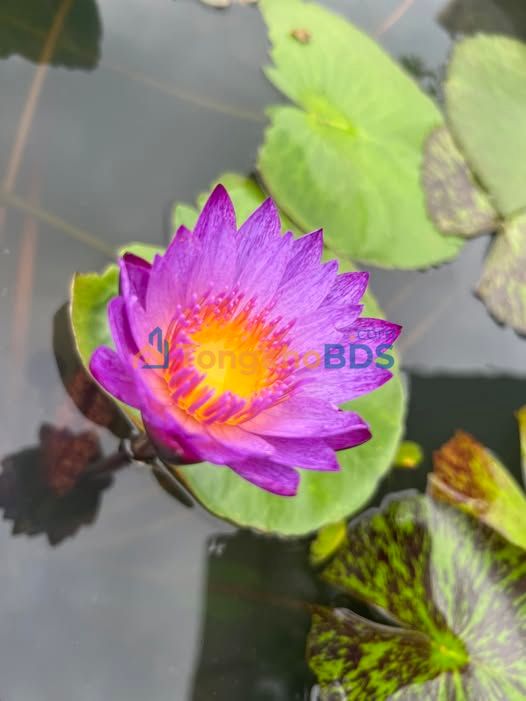 Đất Nền 100m² Xã Phú Lộc, Krông Năng - View Công Viên, Sổ Hồng Sẵn Sàng