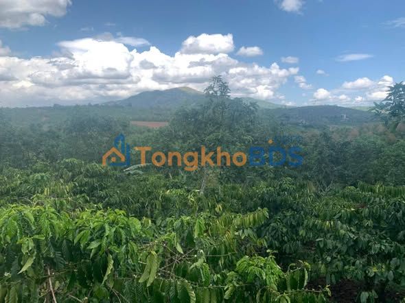 Farm Hòa Ninh Di Linh 1 mẫu 6.3 tỷ - Đường ô tô