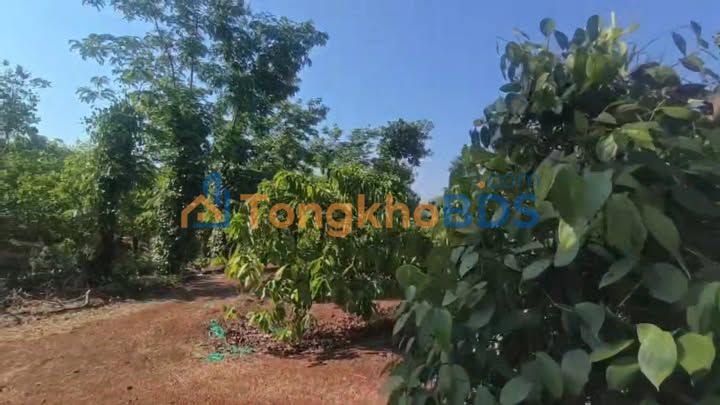 Bán Gấp Trang Trại Cafe Tiêu 3ha Gia Lai - Sổ Đỏ Riêng