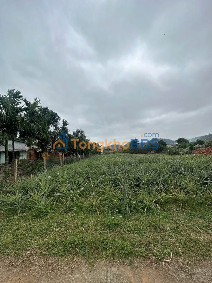 Đất nền Hòa Tiến Krông Pắk 900m² 650 triệu - Sổ đỏ chính chủ