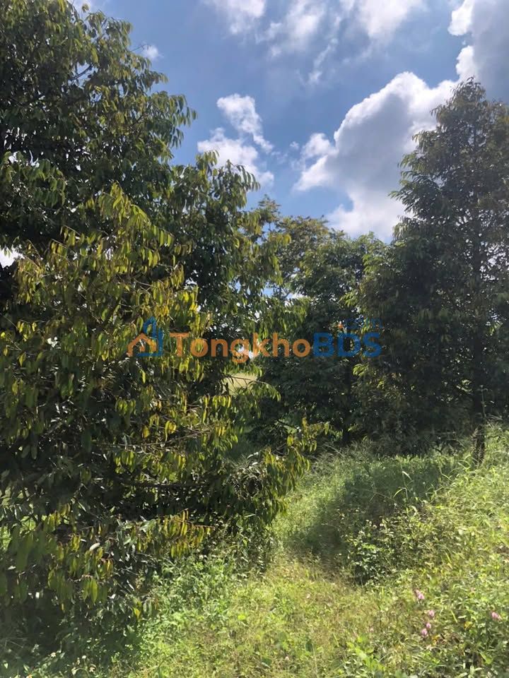 Đất nền Ea Ô Ea Kar 10ha 5.9 tỷ - Sổ đỏ chính chủ