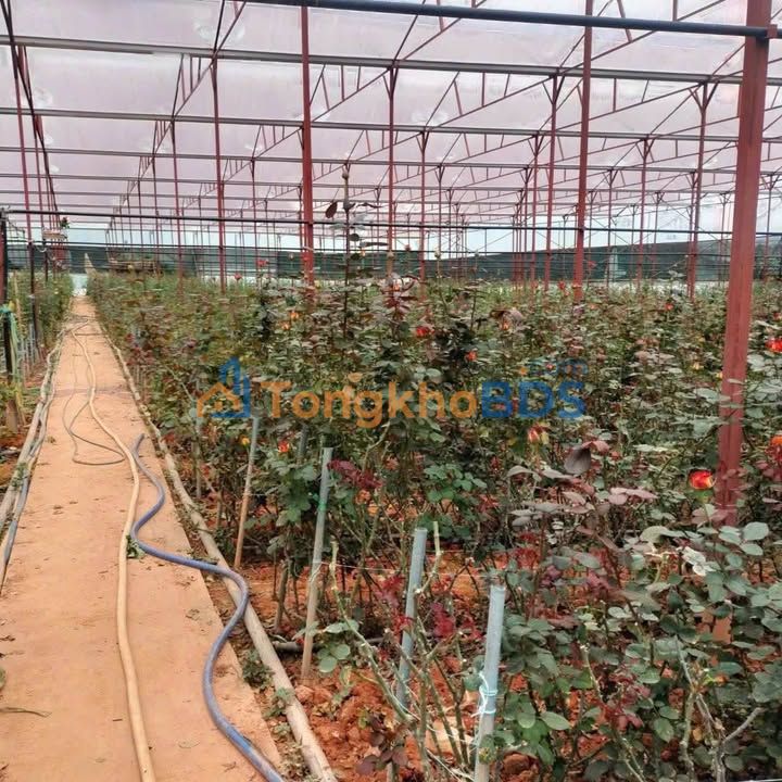 Đất vườn Lạc Dương 720m² 3 tỷ - Sổ hồng rõ ràng