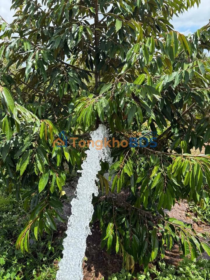 Đất rẫy Ea Tul 1.260m² 2.15 tỷ - Sổ đỏ chính chủ