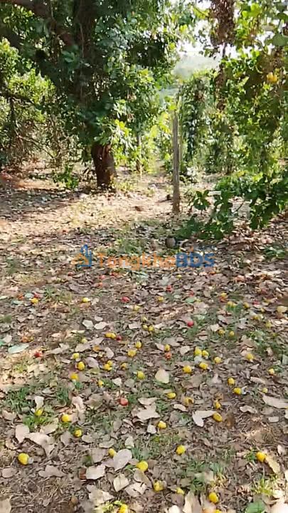 Bán Gấp Farm 8.4ha Xã Ia Dom, Đức Cơ, Gia Lai - Giá Đầu Tư