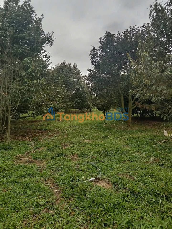 Đất vườn Ea Ktur Cư Kuin 3,4ha 5,1 tỷ - Sinh thái xanh