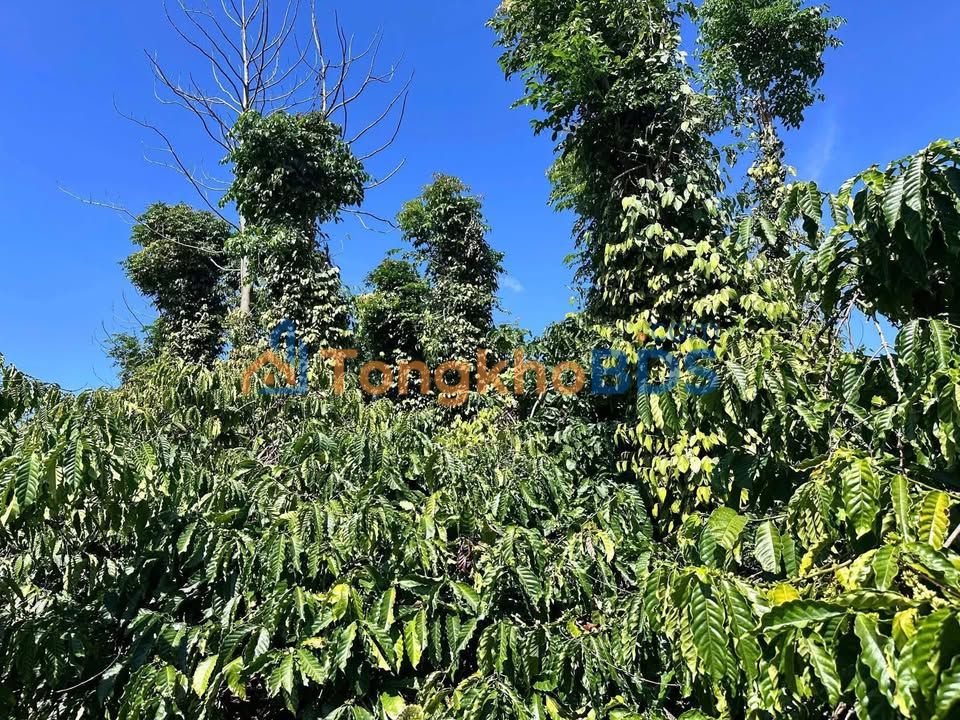 Bán Gấp Farm 2,2ha Đắk Lắk - Sẵn Nguồn Nước Tưới, Đường Ô Tô