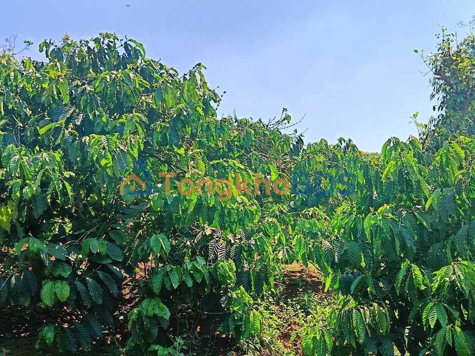 Đất Nền Đắk Búk So, Tuy Đức 100m² - Sổ Hồng Sẵn Sàng