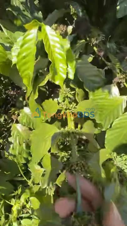 Đất nền Sơn Điền Di Linh 1.8ha 3.3 tỷ - Tiềm năng tăng giá